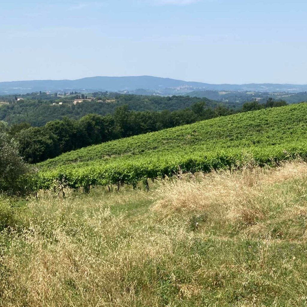 Castello-di-Strozzavolpe---Vigne